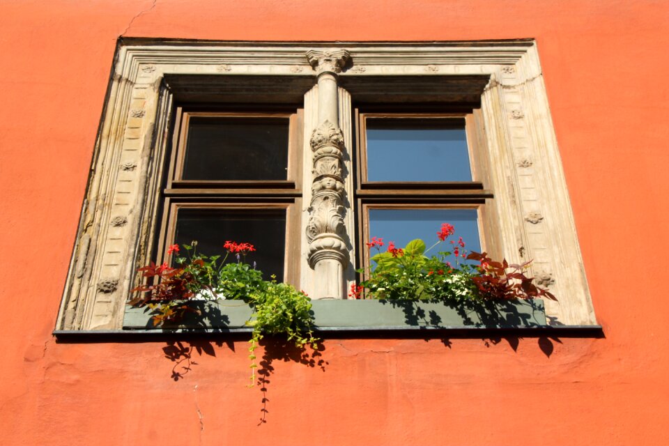 Window dinosaur flower boxes