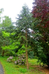 Abies numidica 'Glauca' - Hillier Gardens - Romsey, Hampshire, England - DSC04883