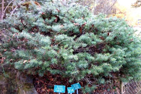 Abies lasiocarpa - Regional Parks Botanic Garden, Berkeley, CA - DSC04293