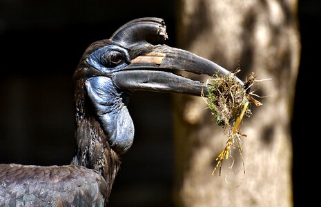 Plumage zoo nature