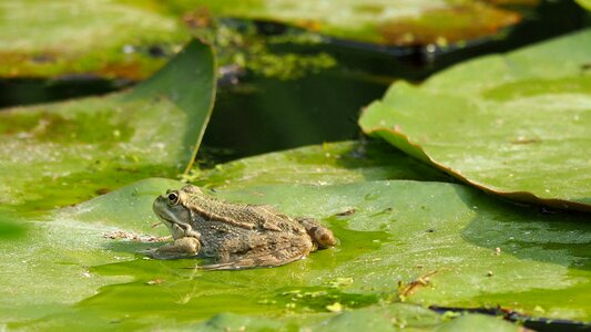 Frog water lily pond photo