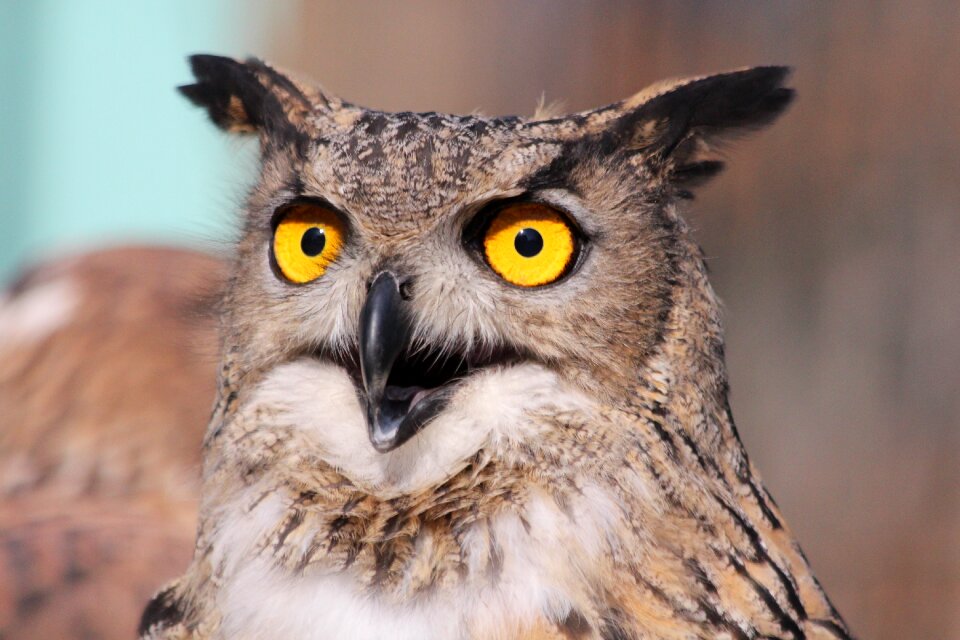 Feathered race animal wild photo