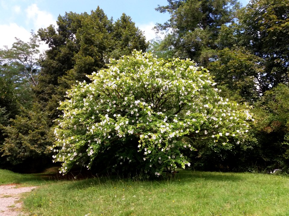 Abbaye Notre-Dame de Tournay - Jardin - Arbre en fleur