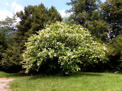 Abbaye Notre-Dame de Tournay - Jardin - Arbre en fleur