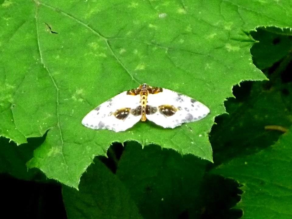 Abraxas sylvata - Ulmen-Harlekin