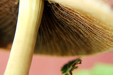 Macro spores texture