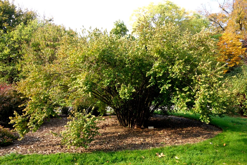 Abelia chinensis - Brooklyn Botanic Garden - Brooklyn, NY - DSC07951