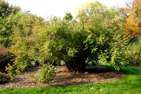 Abelia chinensis - Brooklyn Botanic Garden - Brooklyn, NY - DSC07951