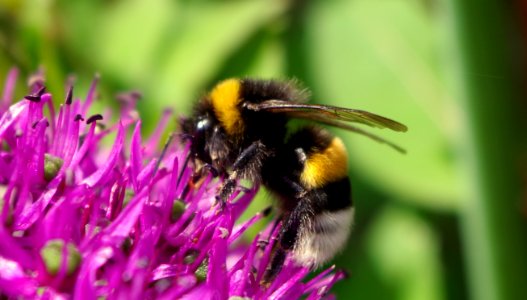Abeille aux Jardins de Bagatelle