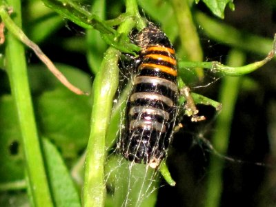 Abraxas grossulariata (Magpie Moth) pupa, Arnhem, the Netherlands