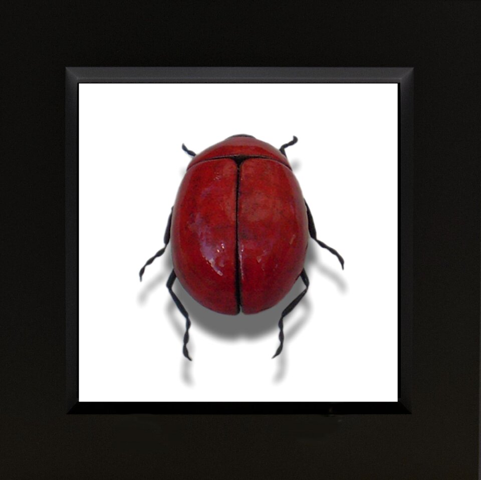 Insect art animal