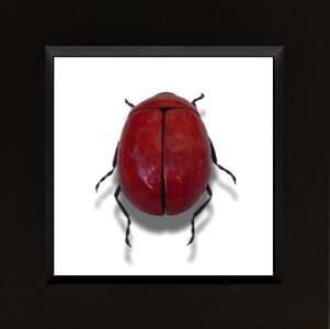 Insect art animal