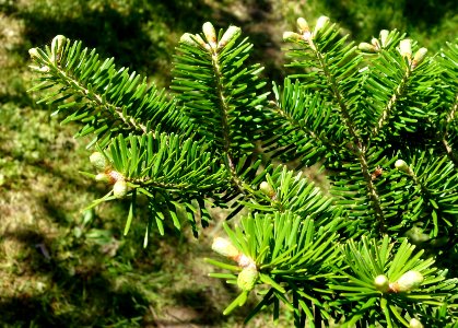 Abies homolepis - Stanley M. Rowe Arboretum - DSC03457