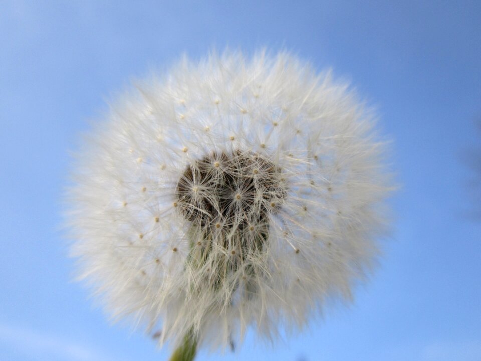 Flower close up wind