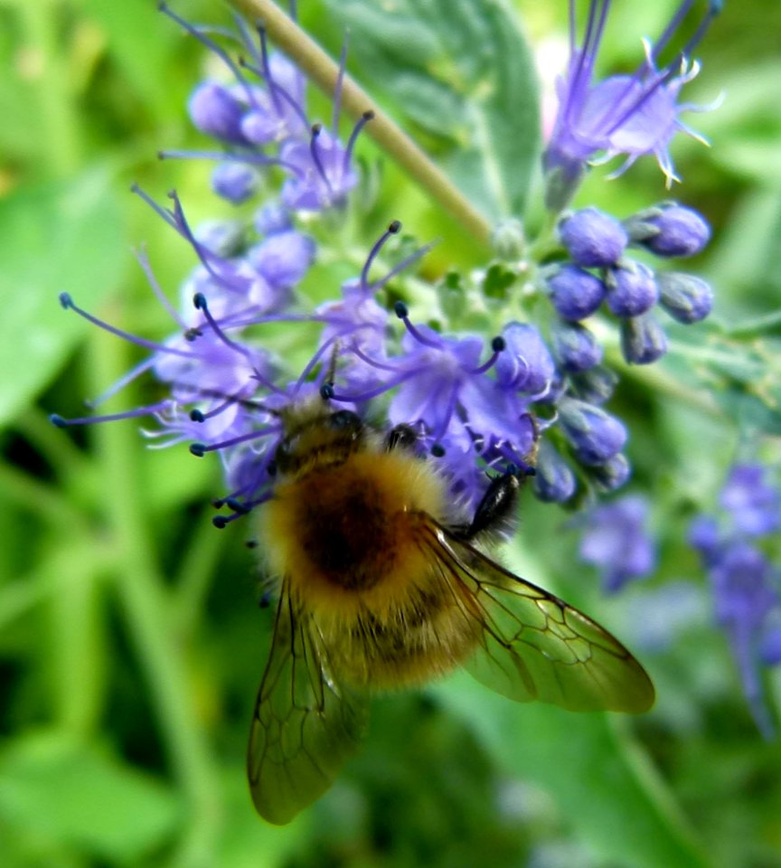 Abeille butinant une fleur 3