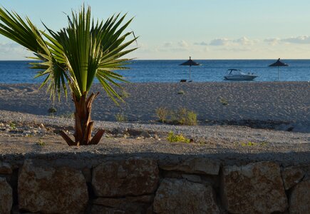 Sea beach palm trees photo