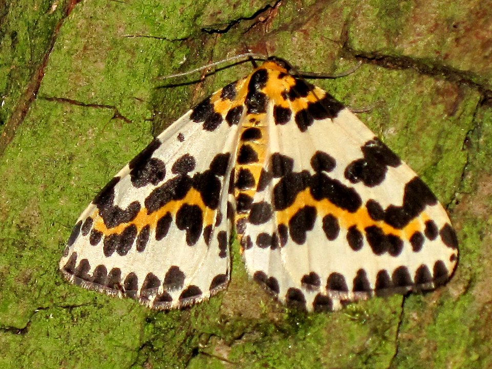 Abraxas grossulariata (Magpie Moth), Arnhem, the Netherlands
