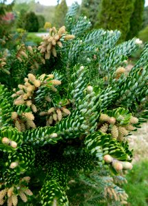 Abies koreana silver show