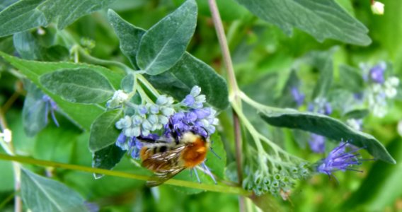 Abeille butinant une fleur photo