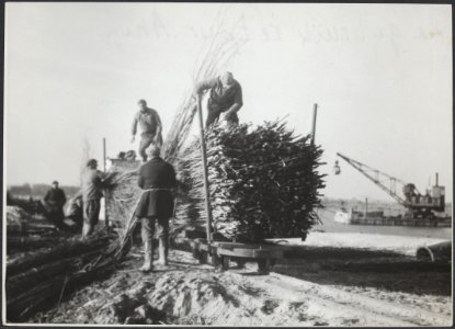 Aanvoer van grote hoeveelheden wilgentenen op Walcheren Deze worden gebruikt bi, Bestanddeelnr 512 071