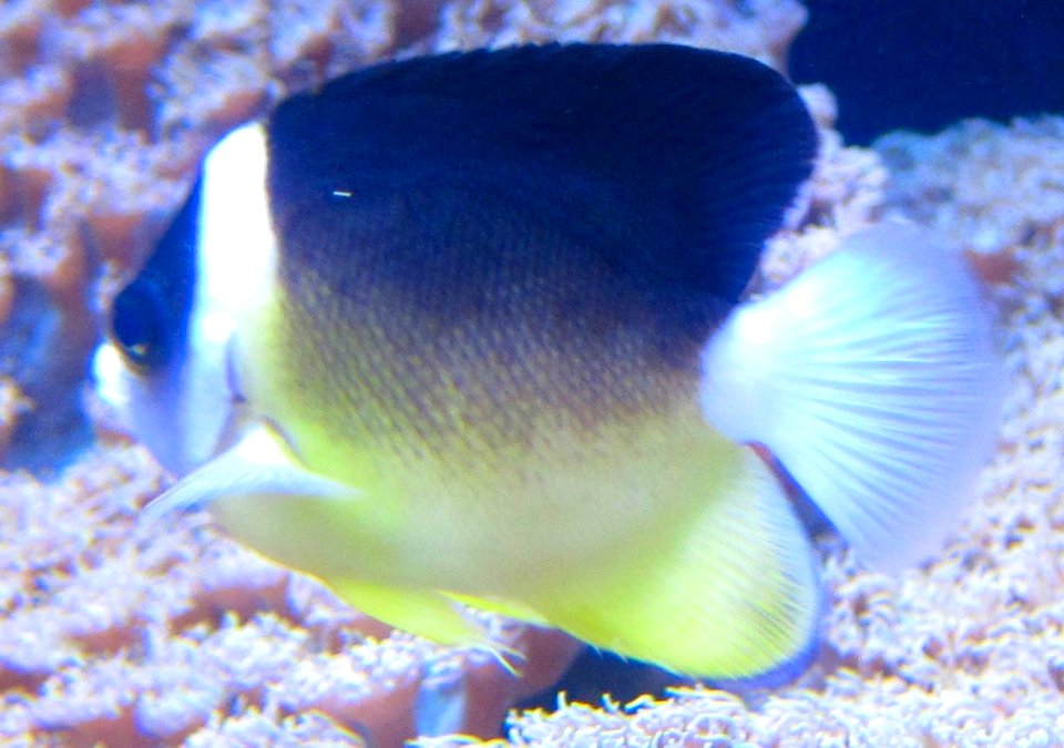 Abe's Anglefish (Centropyge abei), Waikiki Aquarium