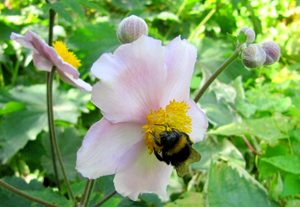 Abeille au travail - jardin des iris