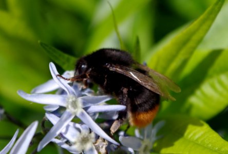 Abeille récoltant du pollen photo