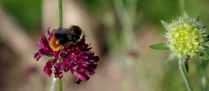 Abeille au travail - Jardin de l'Ecole du Breuil
