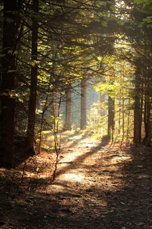 Czech republic nature path