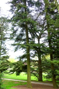 Abies nordmanniana - Longwood Gardens - DSC00767