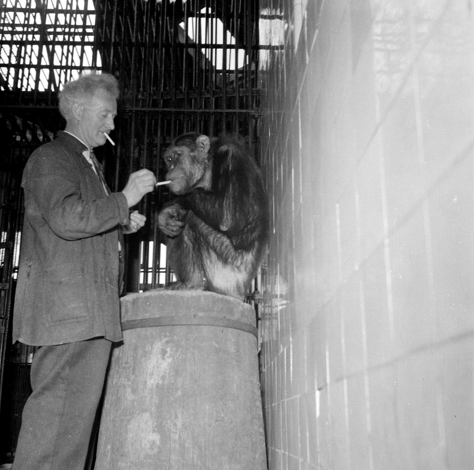 Aap in Artis (Chimpansee Nora) die een sigaar rookt met oppasser J van Schalkwi, Bestanddeelnr 909-2464
