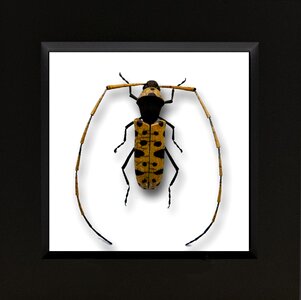 Animal art beetle
