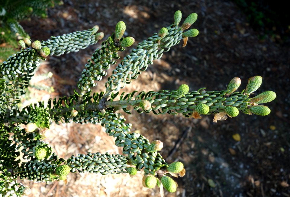 Abies koreana 'Silberlocke' - Stanley M. Rowe Arboretum - DSC03295