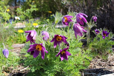 Create kobjælde pulsatilla vulgaris spring