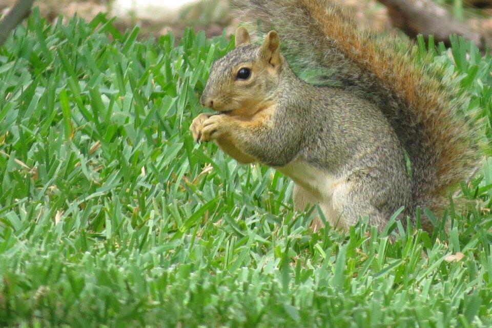 Animal wildlife nature