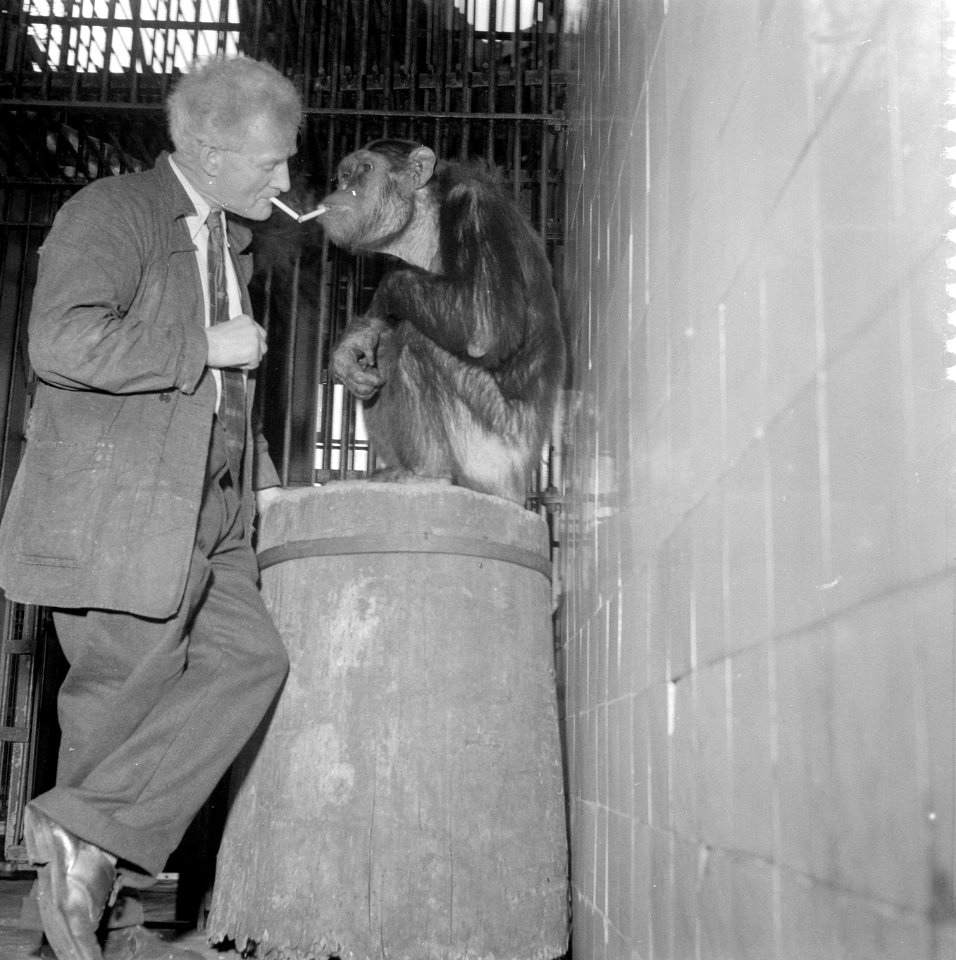 Aap in Artis (Chimpansee Nora) die een sigaar rookt met oppasser J van Schalkwi, Bestanddeelnr 909-2466