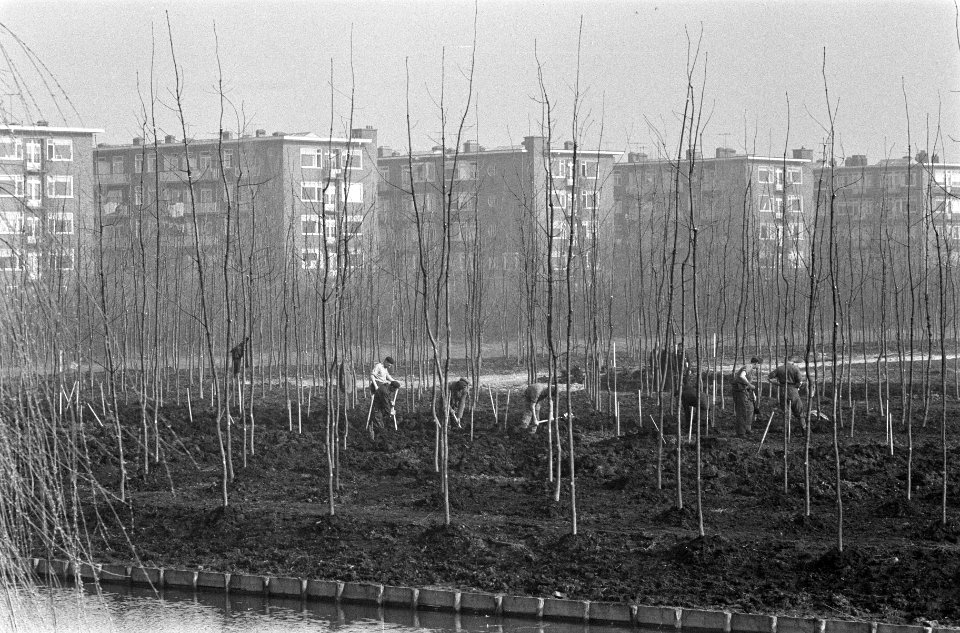 Aanplant van bomen in Erasmuspark, Bestanddeelnr 912-1925
