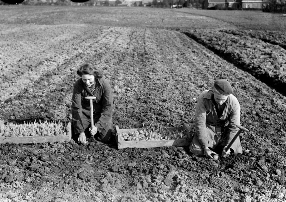 Aardappelen poten Opperdoes (Medemblik), Bestanddeelnr 904-4852
