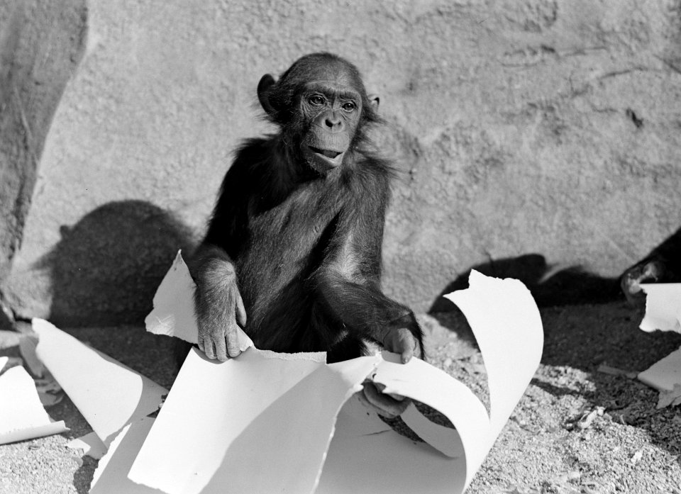 Aap in de dierentuin, Bestanddeelnr 254-5687