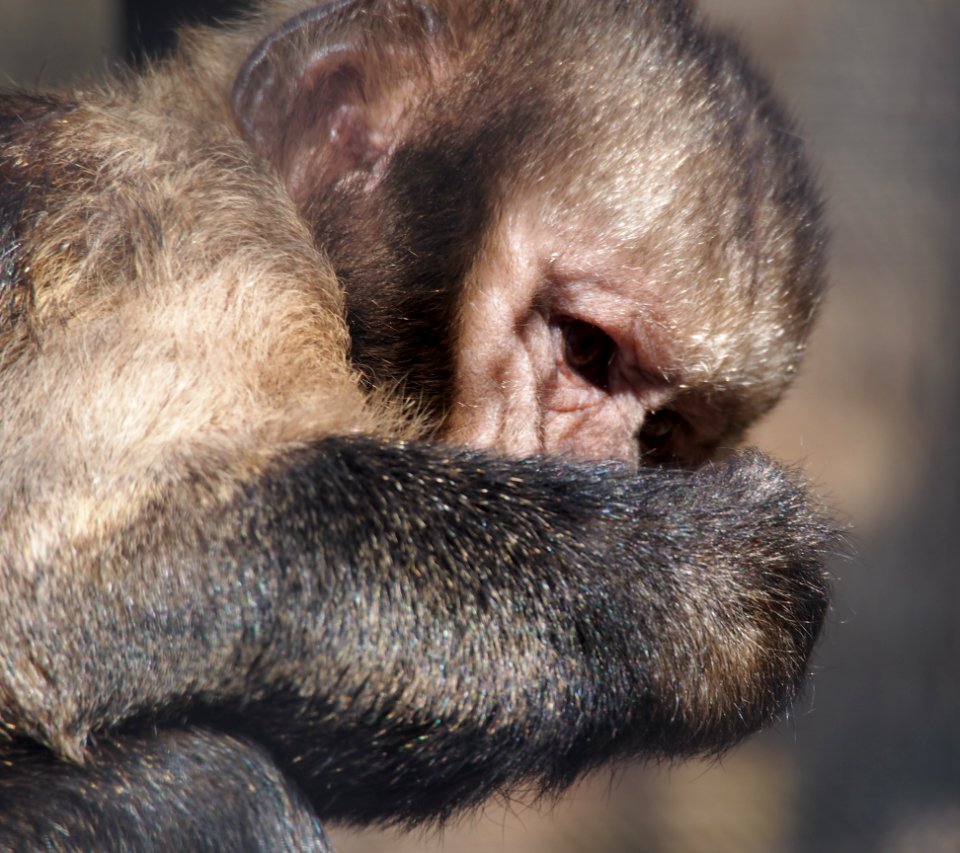 Aapje in Dierenpark Amersfoort, photo 1