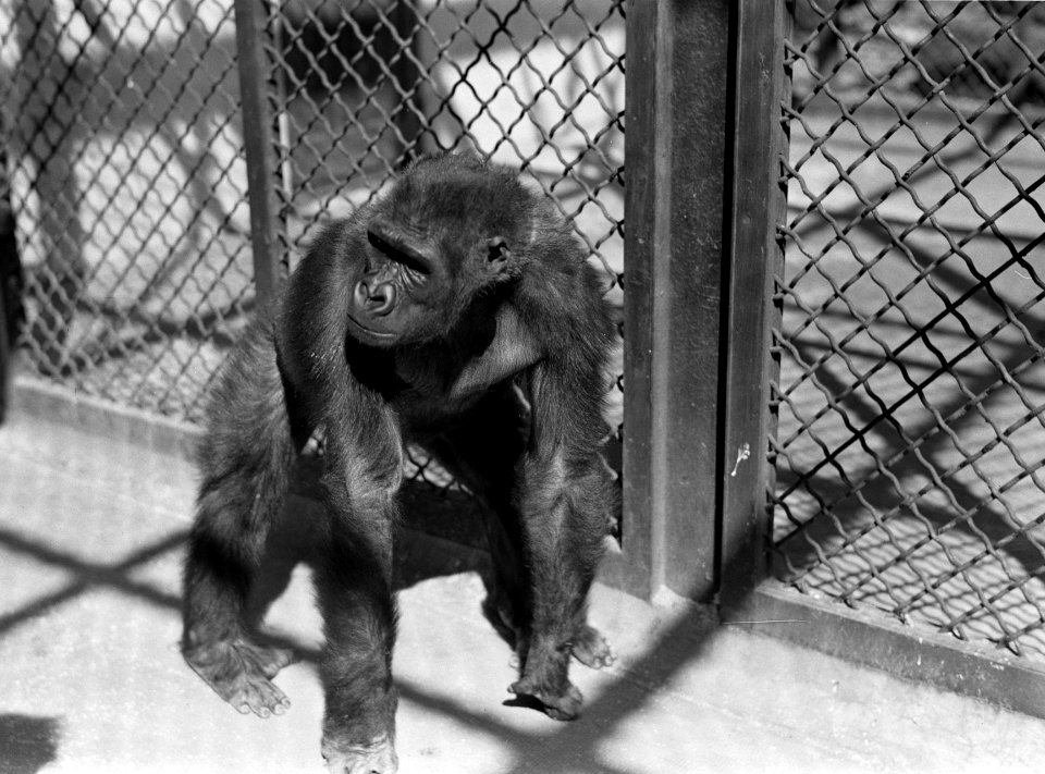 Aap in de dierentuin, Bestanddeelnr 254-5681