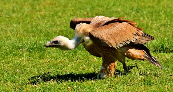 Scavengers bird falconry