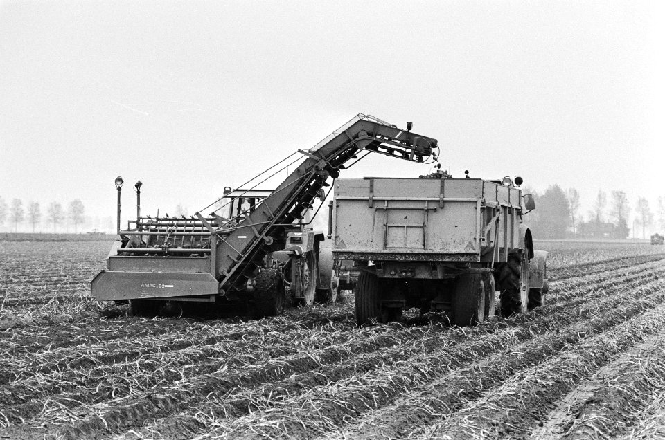 Aardappeloogst bij Nieuw Vennep, Bestanddeelnr 933-1155
