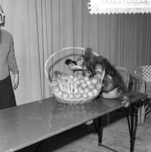 Aapje Tom viert verjaardag in Blijdorp, Tom (r) met vriendinnetje Diny (l), Bestanddeelnr 916-2303