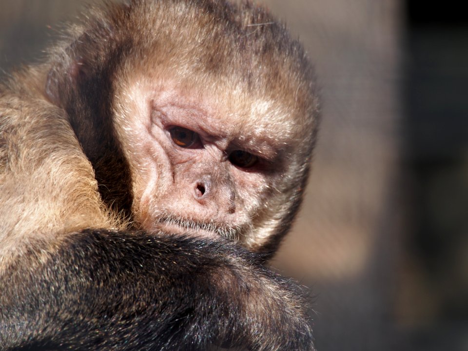 Aapje in Dierenpark Amersfoort, photo 2
