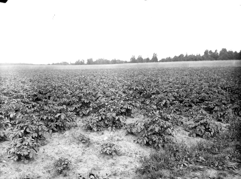 Aardappelen, landgoed, de snippert, Bestanddeelnr 192-0461