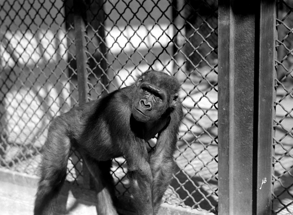Aap in de dierentuin, Bestanddeelnr 254-5680