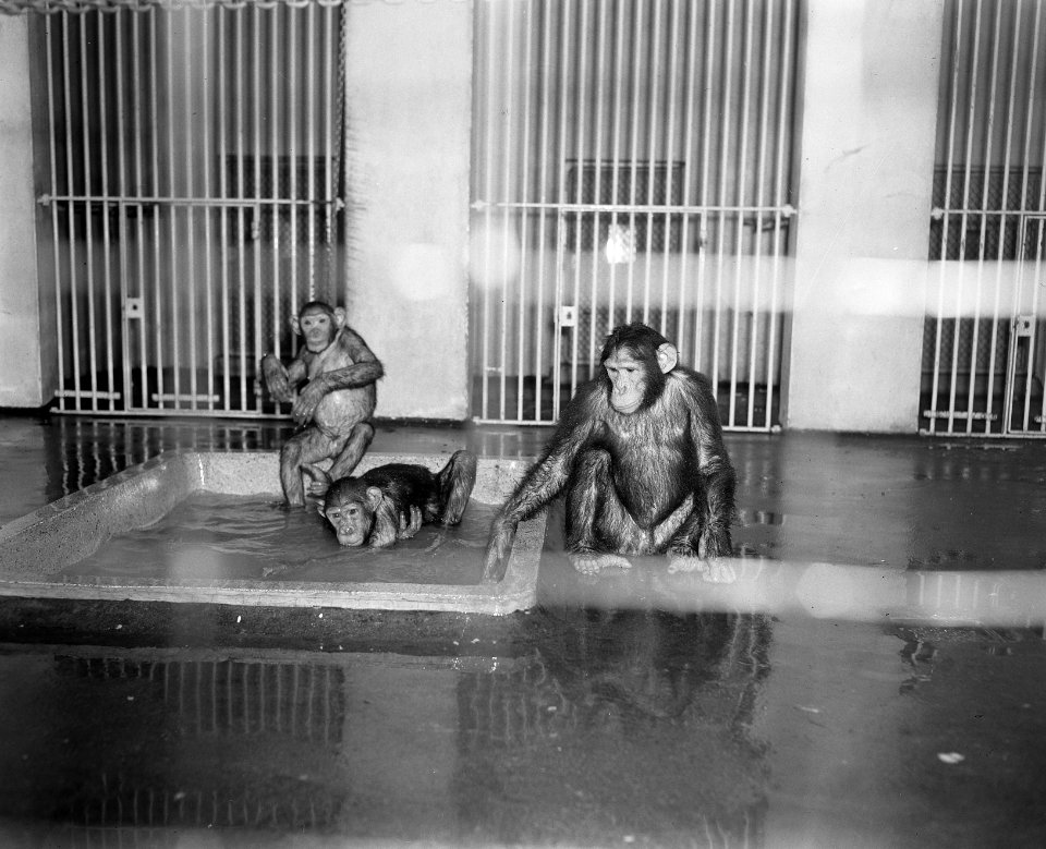 Aap in artis, Bestanddeelnr 907-6495