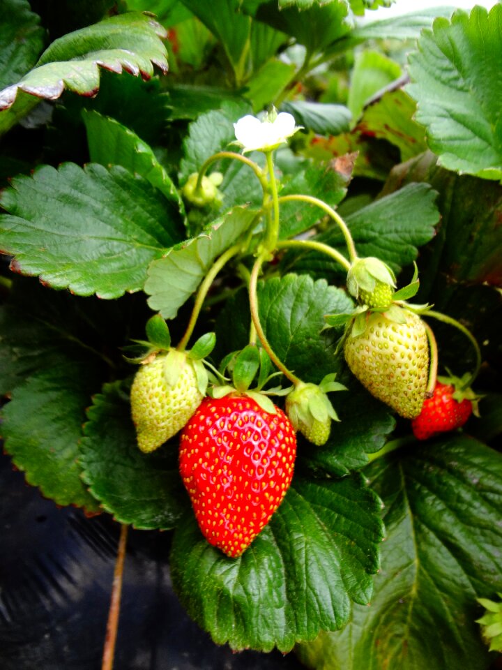 Fruit green fruits green strawberry