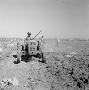 Aardappeloogst Een man bestuurt een tractor die het aardappelloof verwijdert en, Bestanddeelnr 255-4592